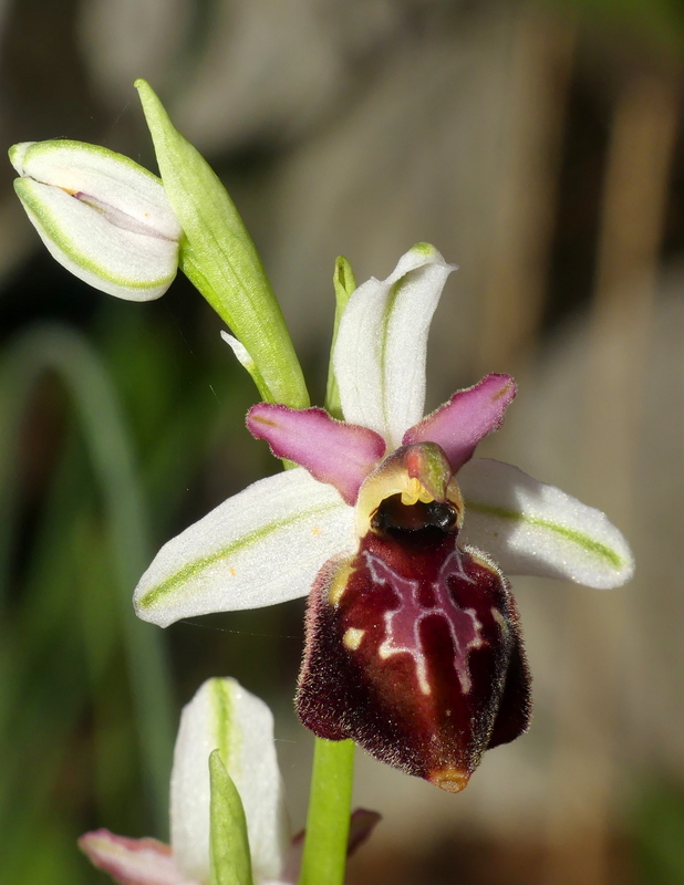 Ophrys montis-leonis sulla costa tirrenica laziale e sugli Aurunci  marzo 2024